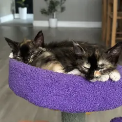 2 female tortie kittens