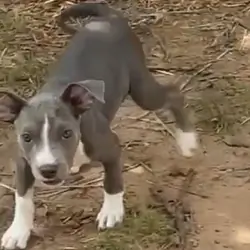 Female pitbull puppy