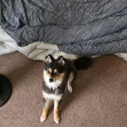 Luna - Pomsky 2nd Gen