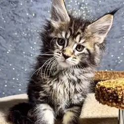 maine coon kittens litter box trained ready for ne