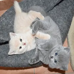 British Shorthair kitten orange/grey 10 weeks old