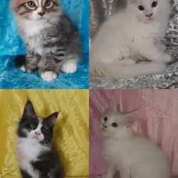 Maine Coon Kittens