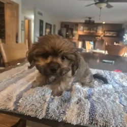 Shorkie