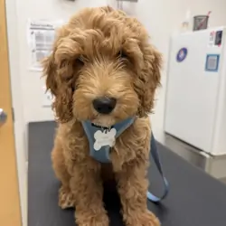 Goldendoodle