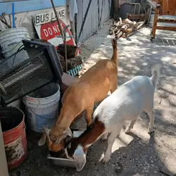 One goat