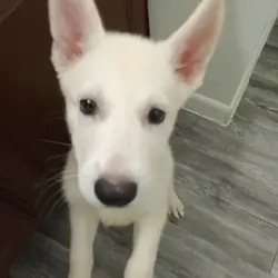 husky mix