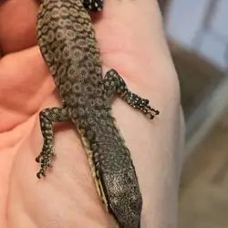 Kimberley rock monitor 0.0.1