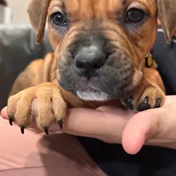 Cane corso/ American bully mix