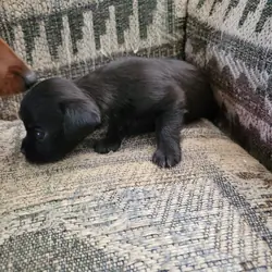 Shihtzu mix puppies