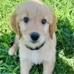 Golden doodle puppy