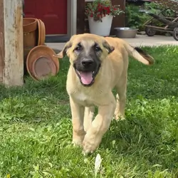 Friendly Anatolian / Leonberger / Kangal Puppy