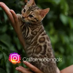 Bengal kitten