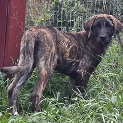 Friendly Anatolian / Leonberger / Kangal Puppy