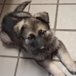 German shepherd puppies