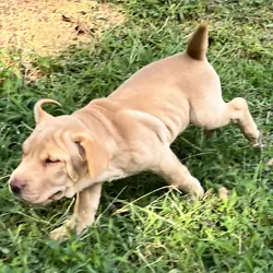 Beagle/Cona Corsa Puppies
