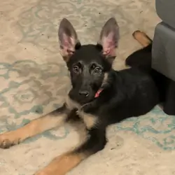 12 week old female German Shepherd