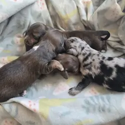 Mini dachshund mini puppies