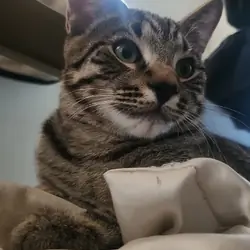 Temporary cat foster
