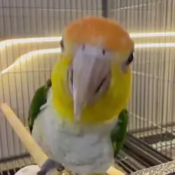 1-Year-Old White-Bellied Caique – DNA Male – Tame