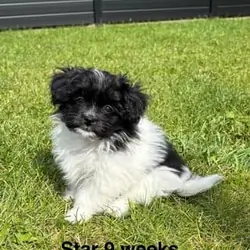 Adorable Havanese/Maltese/Pomeranian/Papillon Pupp