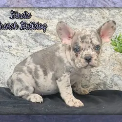 Birdie Female AKC French Bulldog