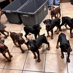 American/European Dobermans