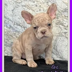 Ava Female AKC French Bulldog