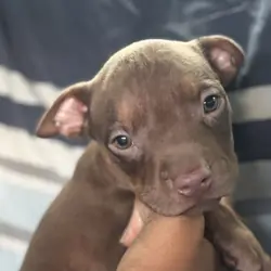 Tri color Red Nose Pitbull puppies