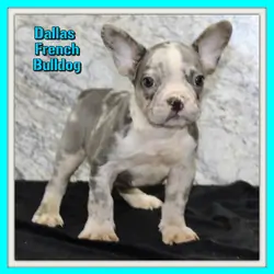 Dallas Male AKC French Bulldog