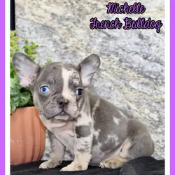 Michelle Female AKC French Bulldog