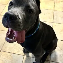 Cane Corso