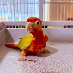 Sun Cheek Conures - Brooklyn NYC