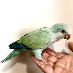 Quaker Parrot - Brooklyn NYC