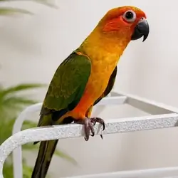 Sun Conure - Brooklyn NYC