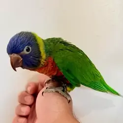 Rainbow Lorikeet - Brooklyn NYC