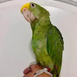 Yellow-Headed Amazon - Brooklyn NYC