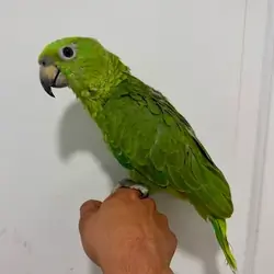 Yellow-Naped Amazon - Brooklyn NYC