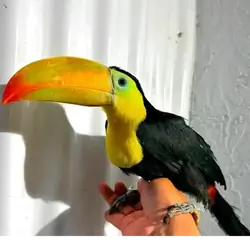 Keel-Billed Toucan - Brooklyn NYC
