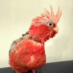 Galah Cockatoo - Brooklyn NYC