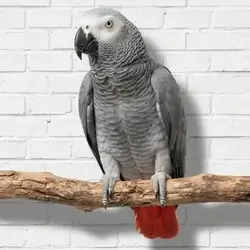Congo African Grey - Brooklyn NYC
