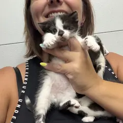 Kittens black and white tuxedo