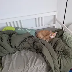 Adult orange tabby cat