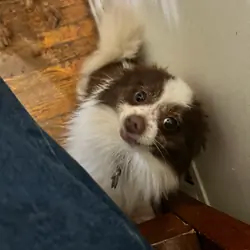Tobi