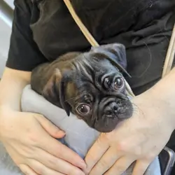 Pug puppy