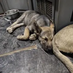 husky puppies