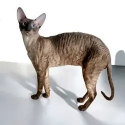 Purebred Cornish Rex Blue Point Kittens