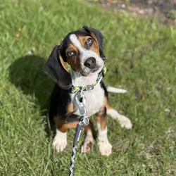 4 month old male Beagle