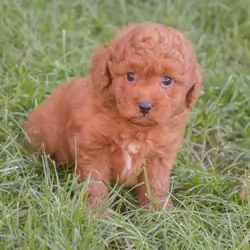 Charlie – goldendoodle – Labradoodle