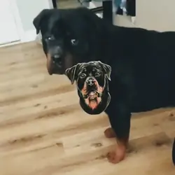 trying to rehome our 2 yo male rottweiler