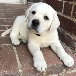 Sweet Labrador Retriever puppy